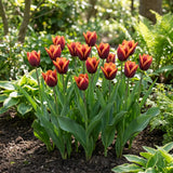 Tulipa Muvota real-life garden