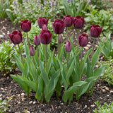 Tulipa Ronaldo real-life garden