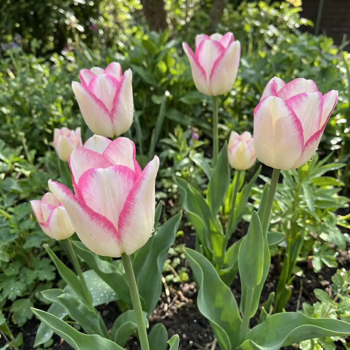 Tulipa Mata Hari real-life garden