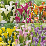 Calla (Zantedeschia) – Klassieke kleuren