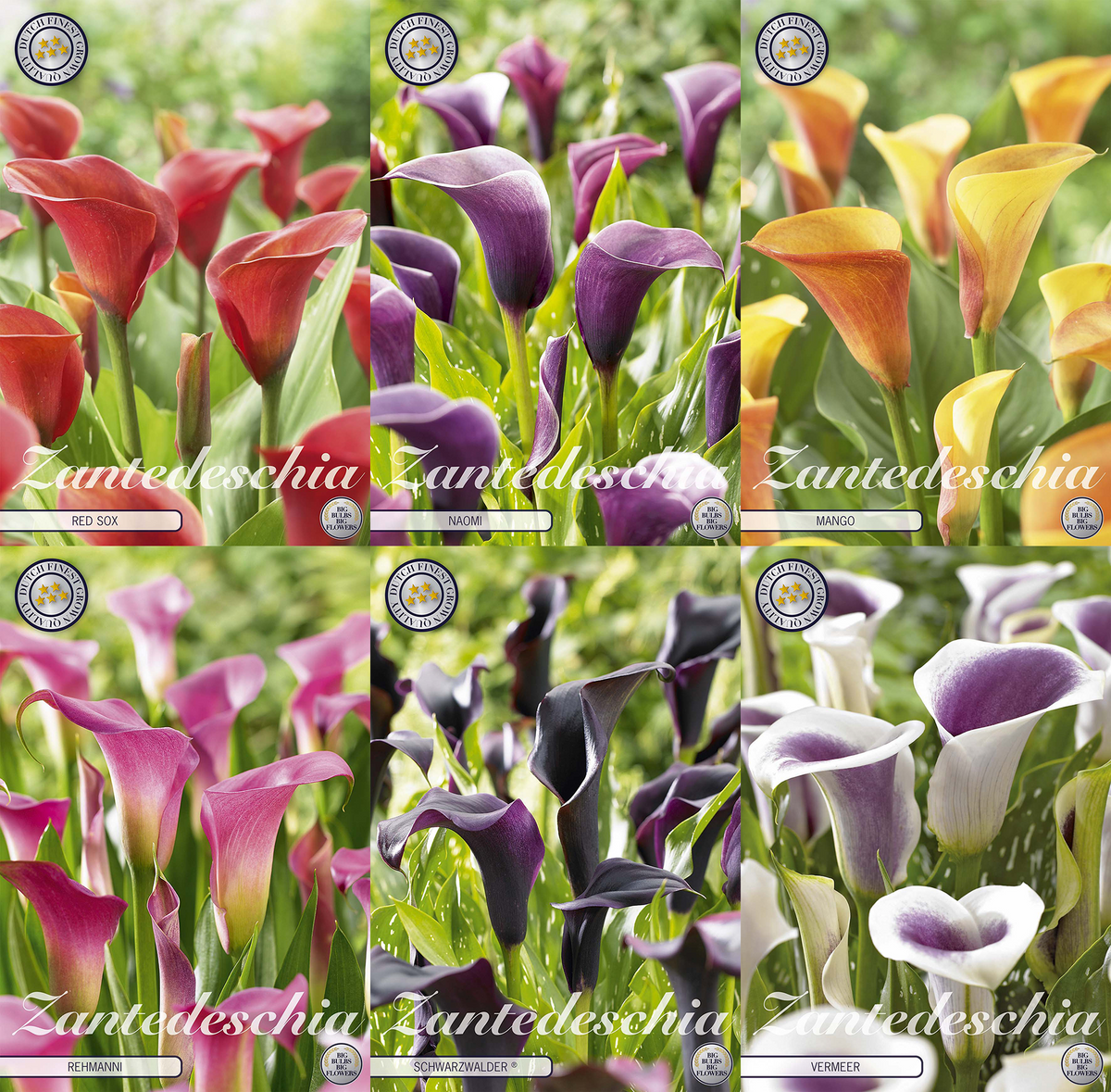 Calla (Zantedeschia) – Rijke tonen