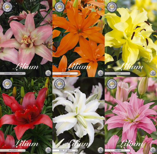 Leliepotten – Premium