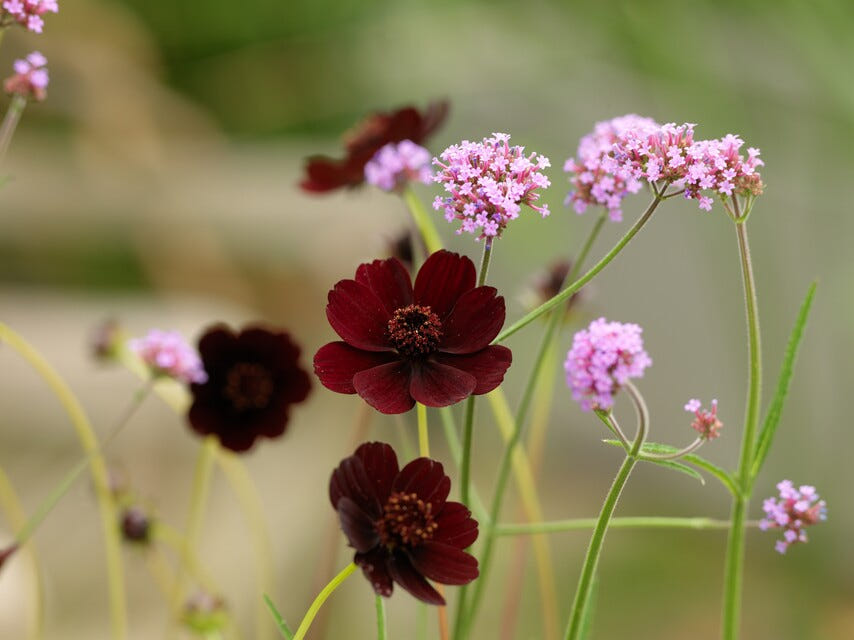 Cosmos Atrosanguineus