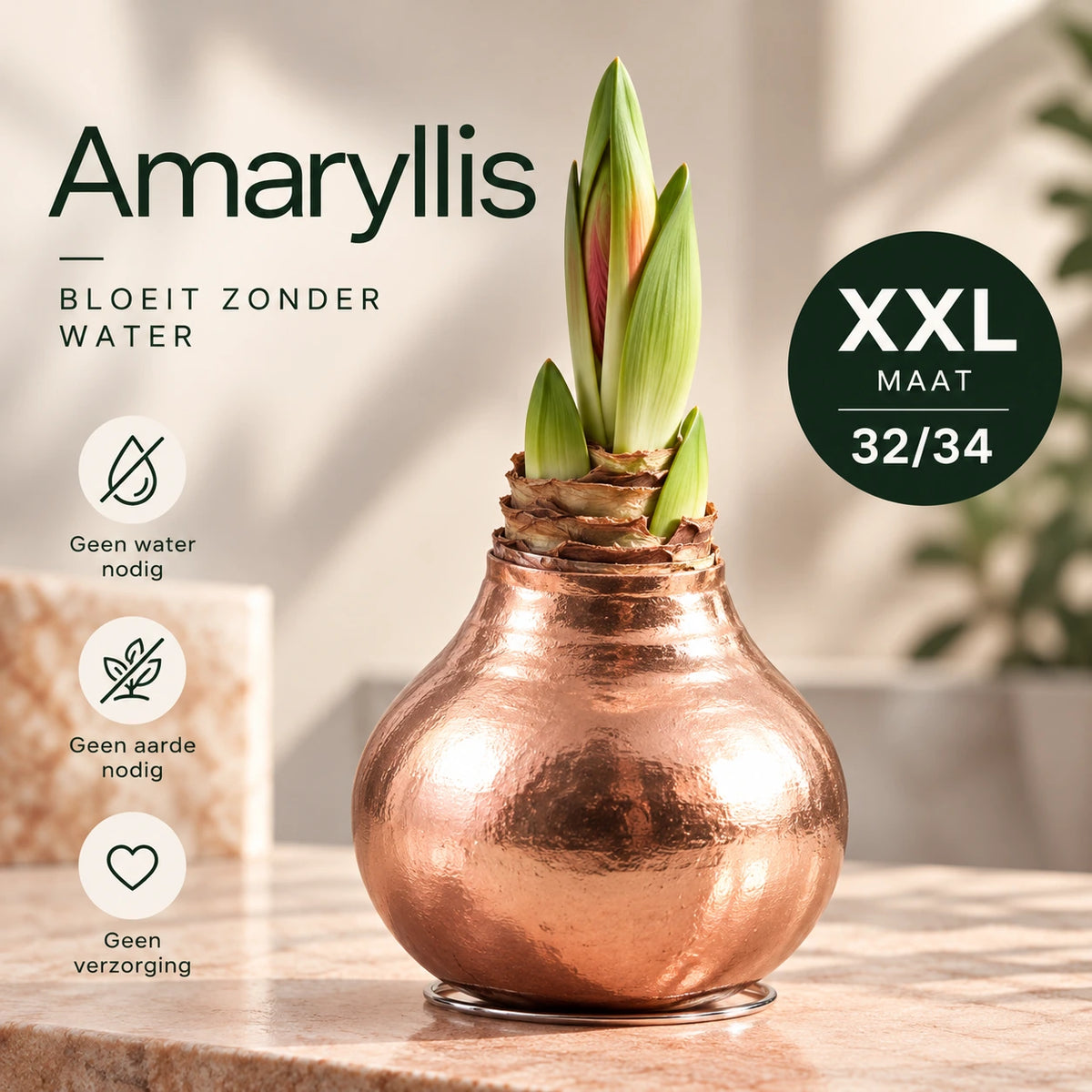 Hippeastrum Copper Wax