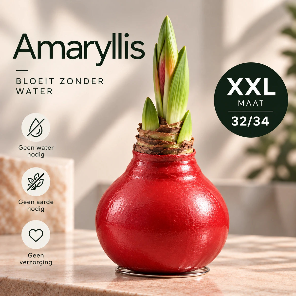 Hippeastrum Red Wax