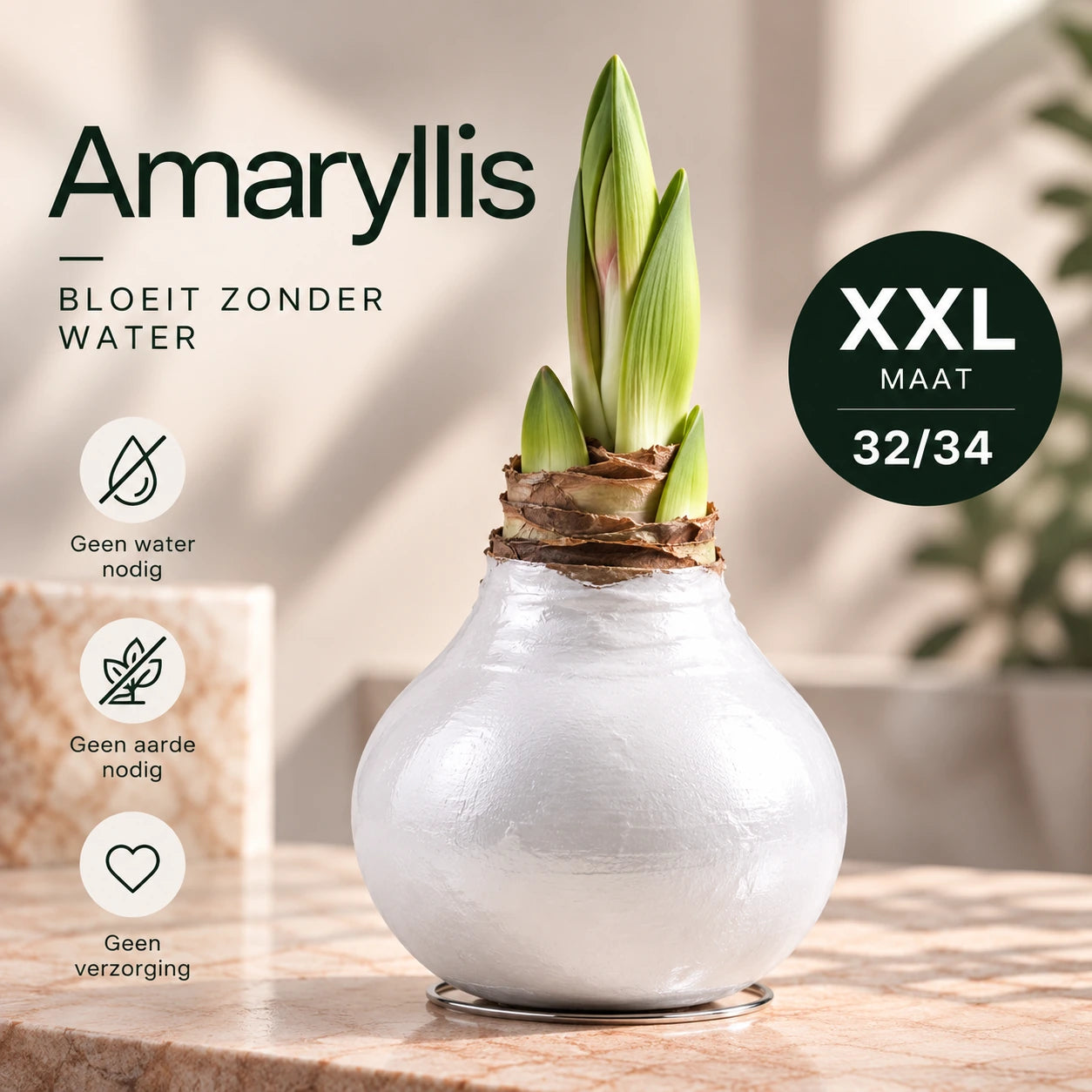 Hippeastrum White Wax