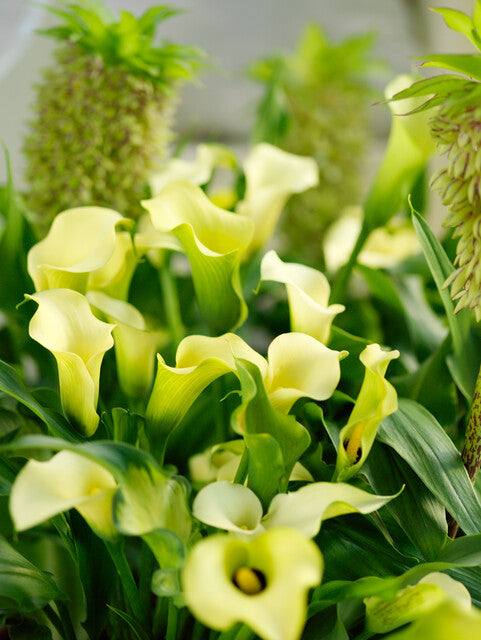 Zantedeschia Zwarte Oog Schoonheid