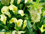 Zantedeschia Zwarte Oog Schoonheid