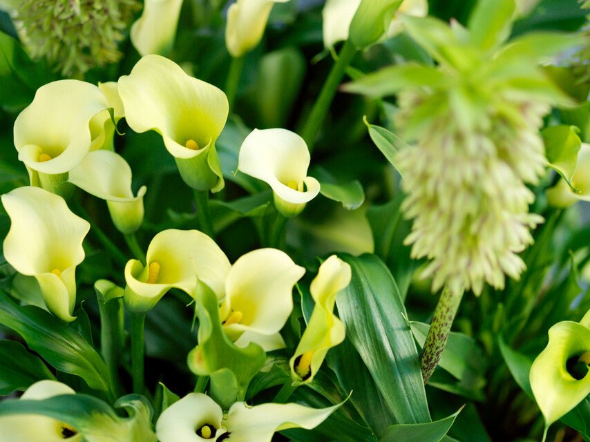 Zantedeschia Zwarte Oog Schoonheid