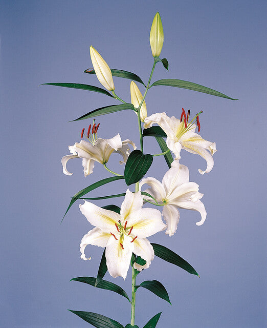 Lilium Toewijding