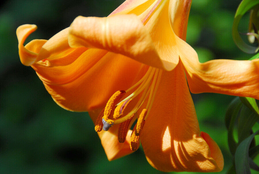 Lilium African Queen
