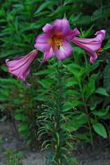 Lilium Roze Perfectie