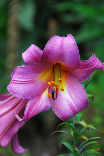 Lilium Roze Perfectie