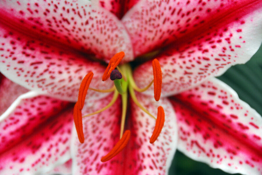 Lilium Tigerwoods