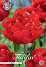 Tulipa Abba