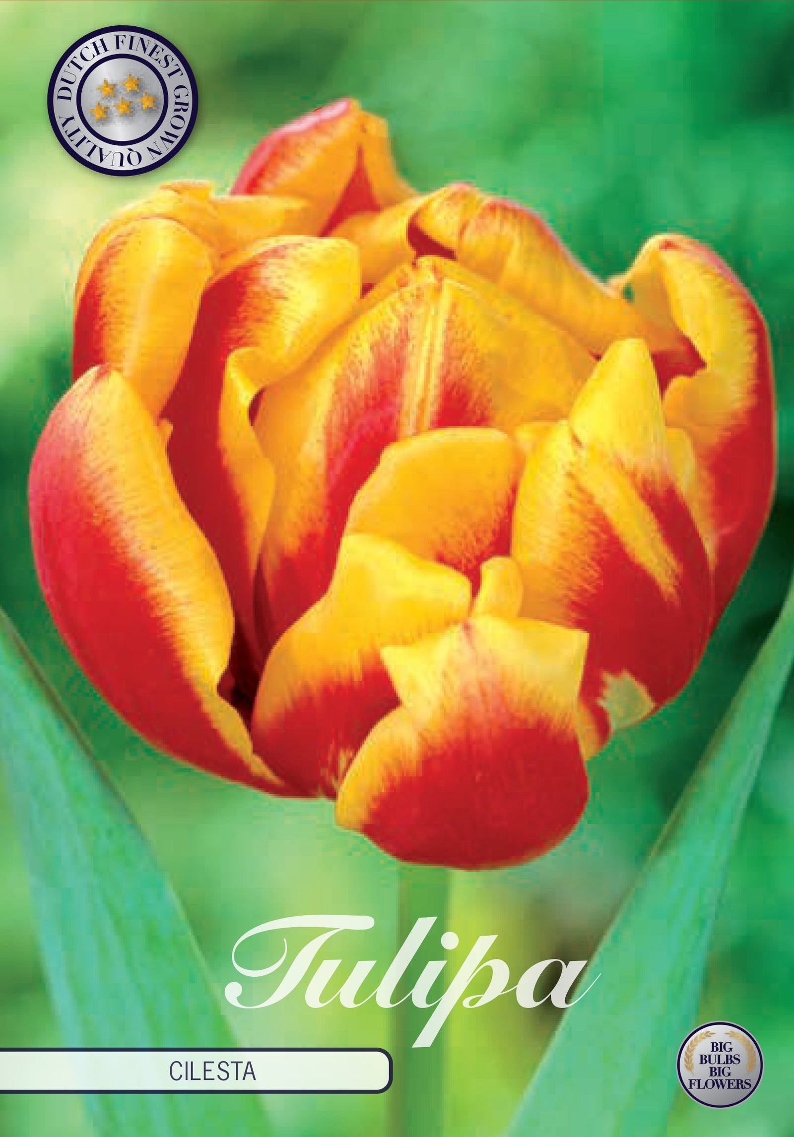 Tulp Cilesta