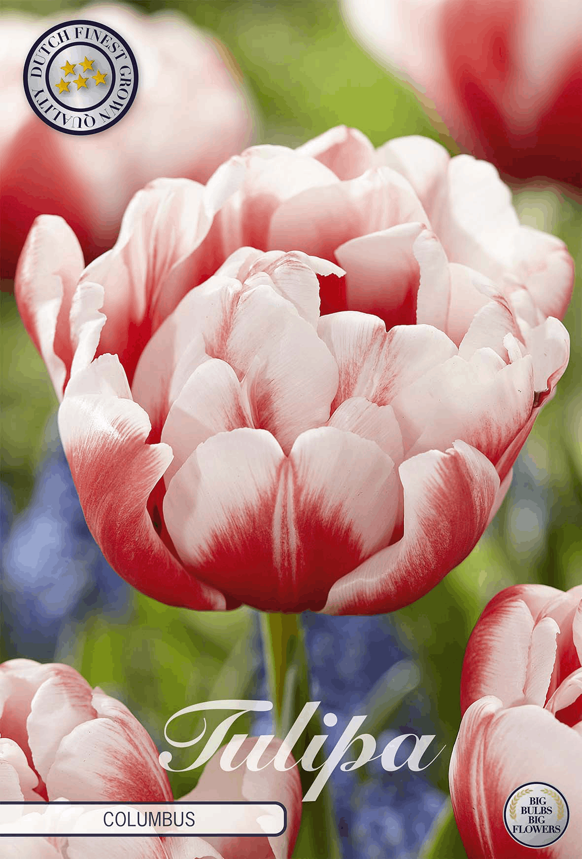 Tulp Columbus