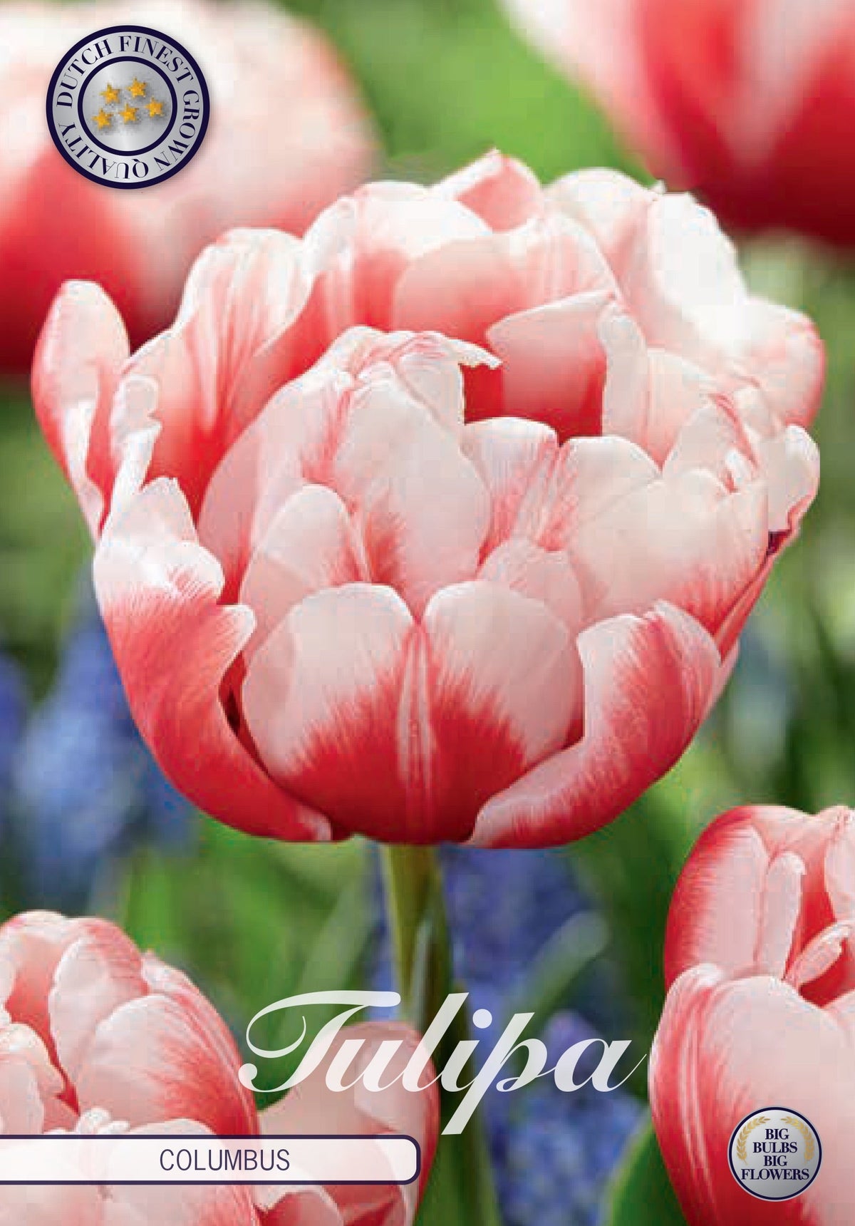 Tulp Columbus