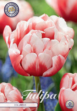 Tulp Columbus