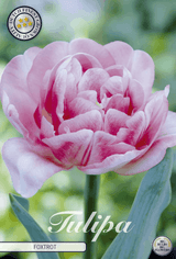 Tulpen Foxtrot