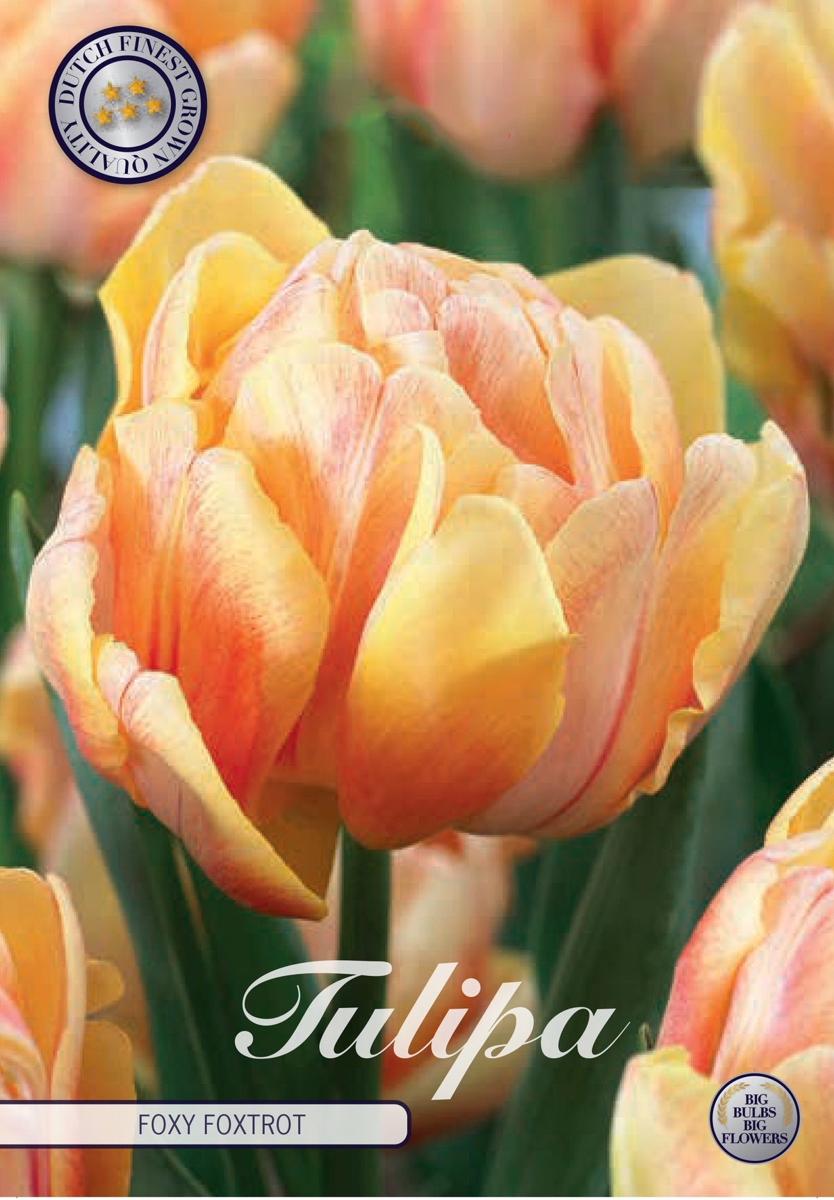 Tulipa Foxy Foxtrot