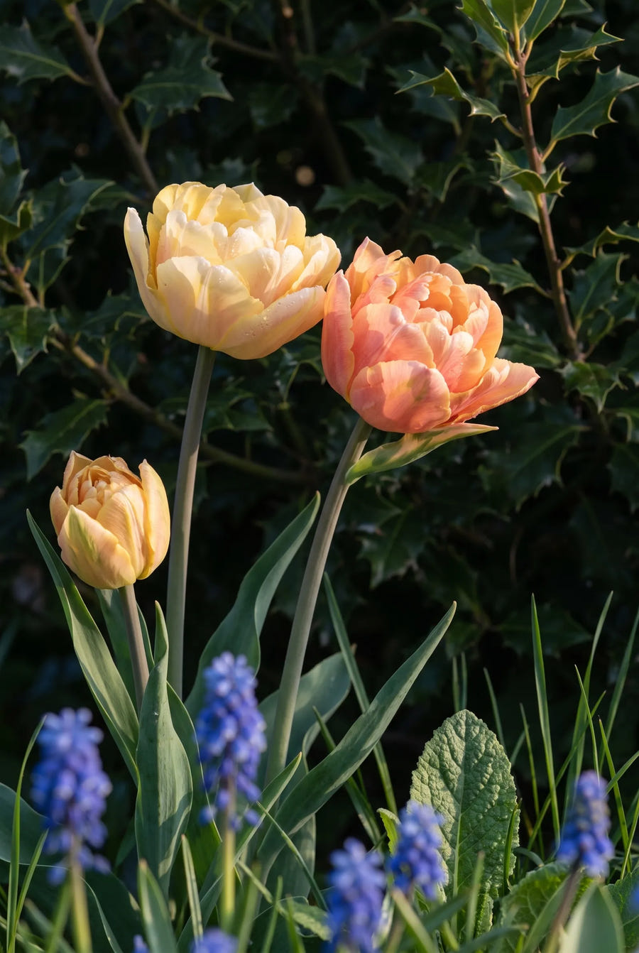 Tulipa Foxy Foxtrot — sfeerbeeld