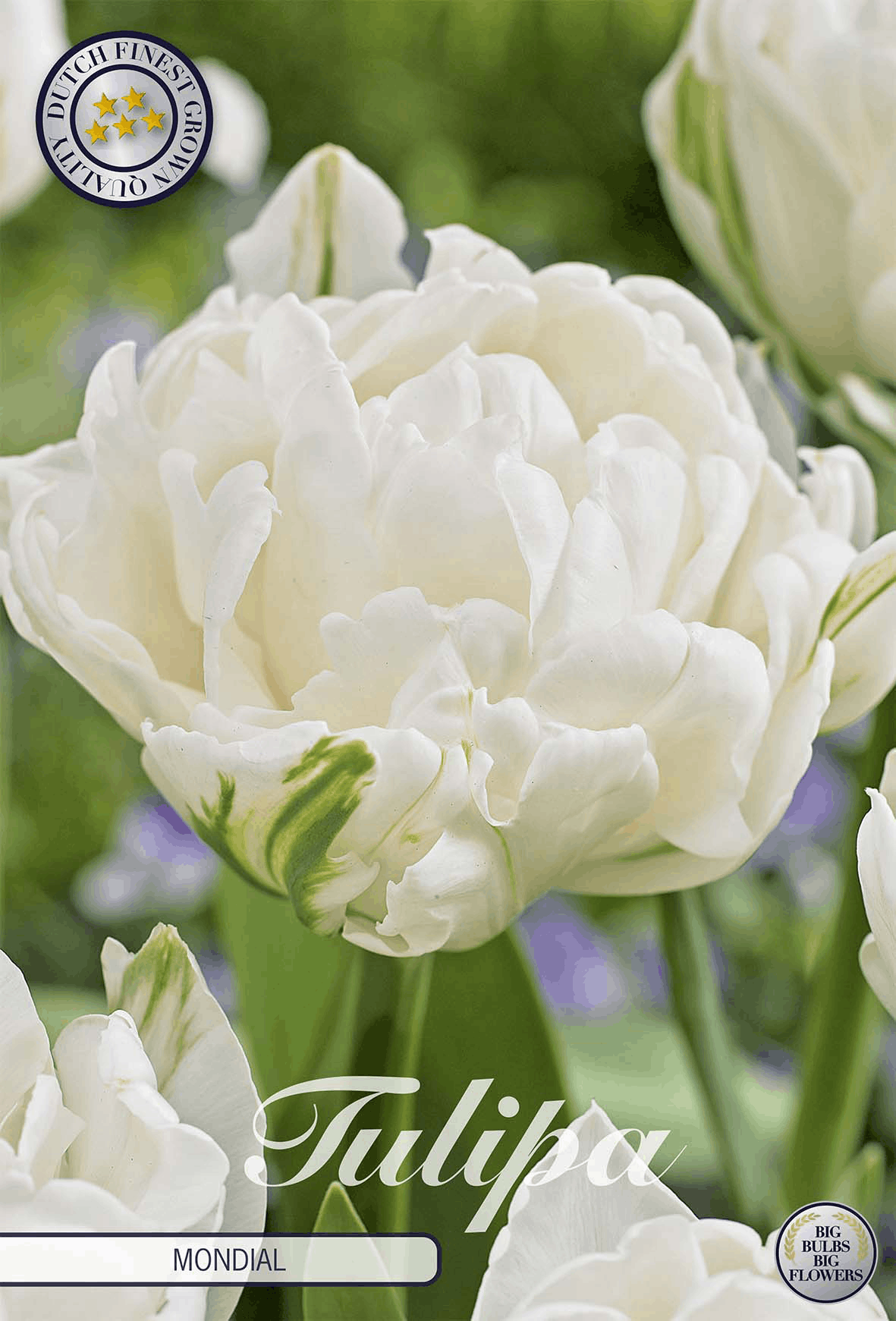 Tulp Mondial