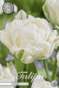 Tulp Mondial