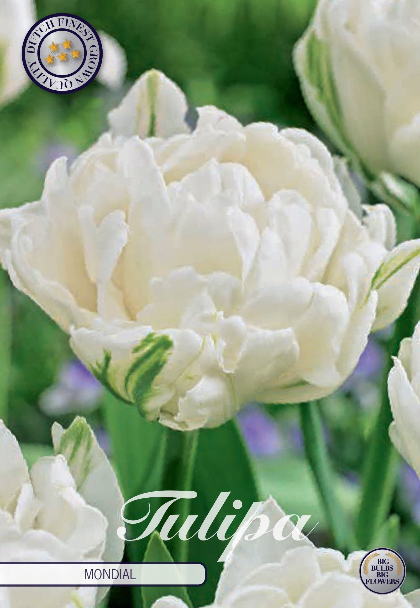Tulp Mondial