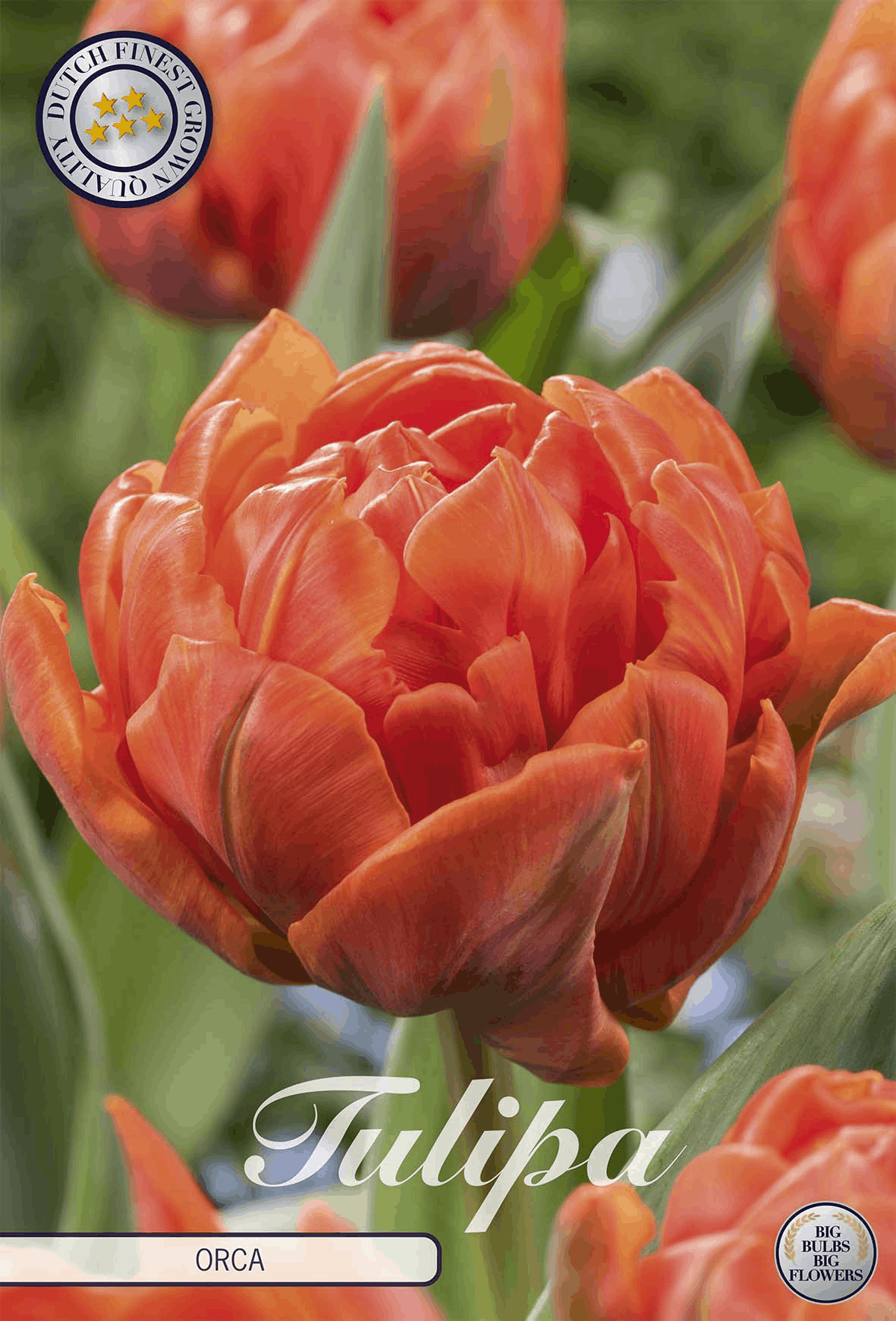 Tulpenorka