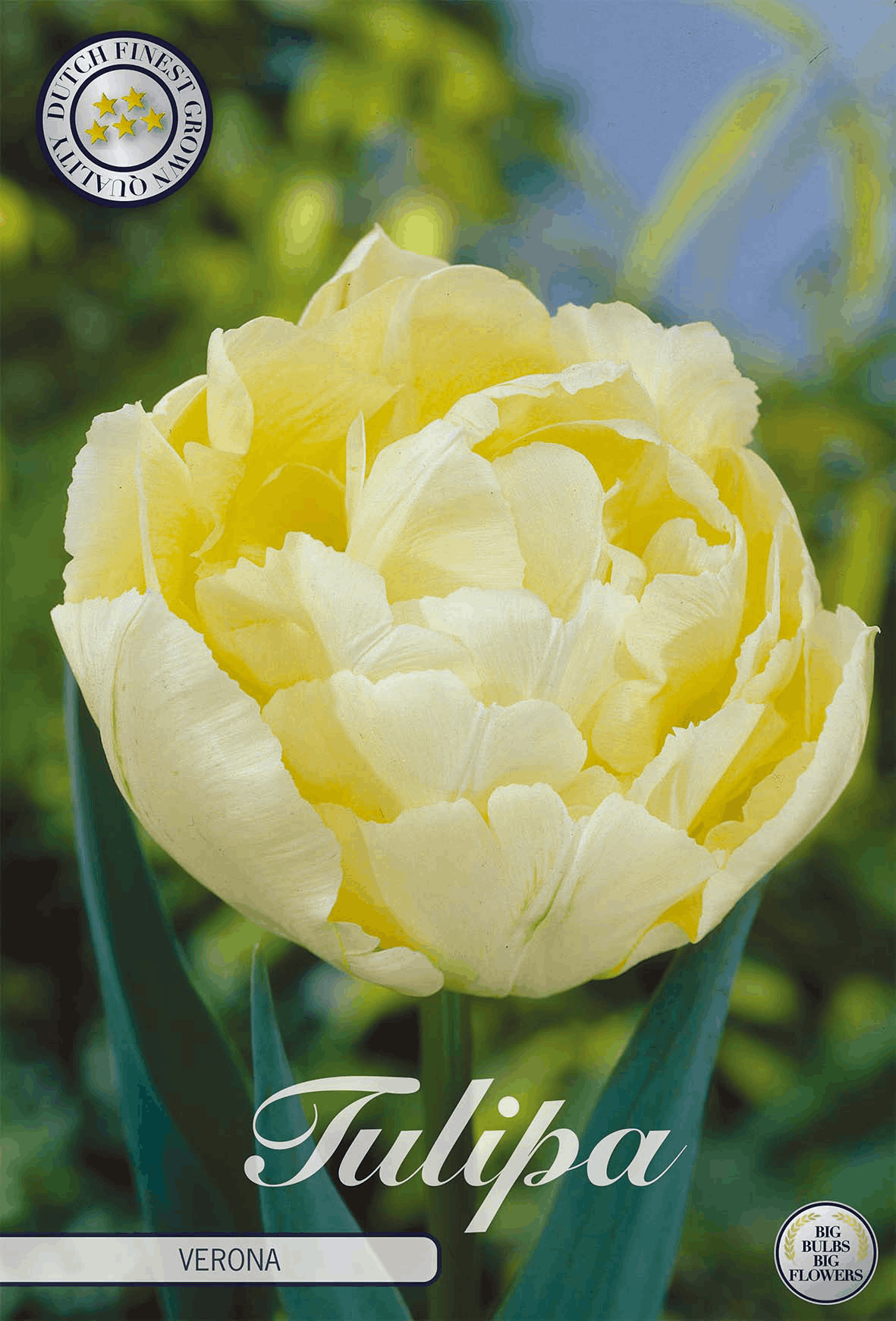 Tulp Verona