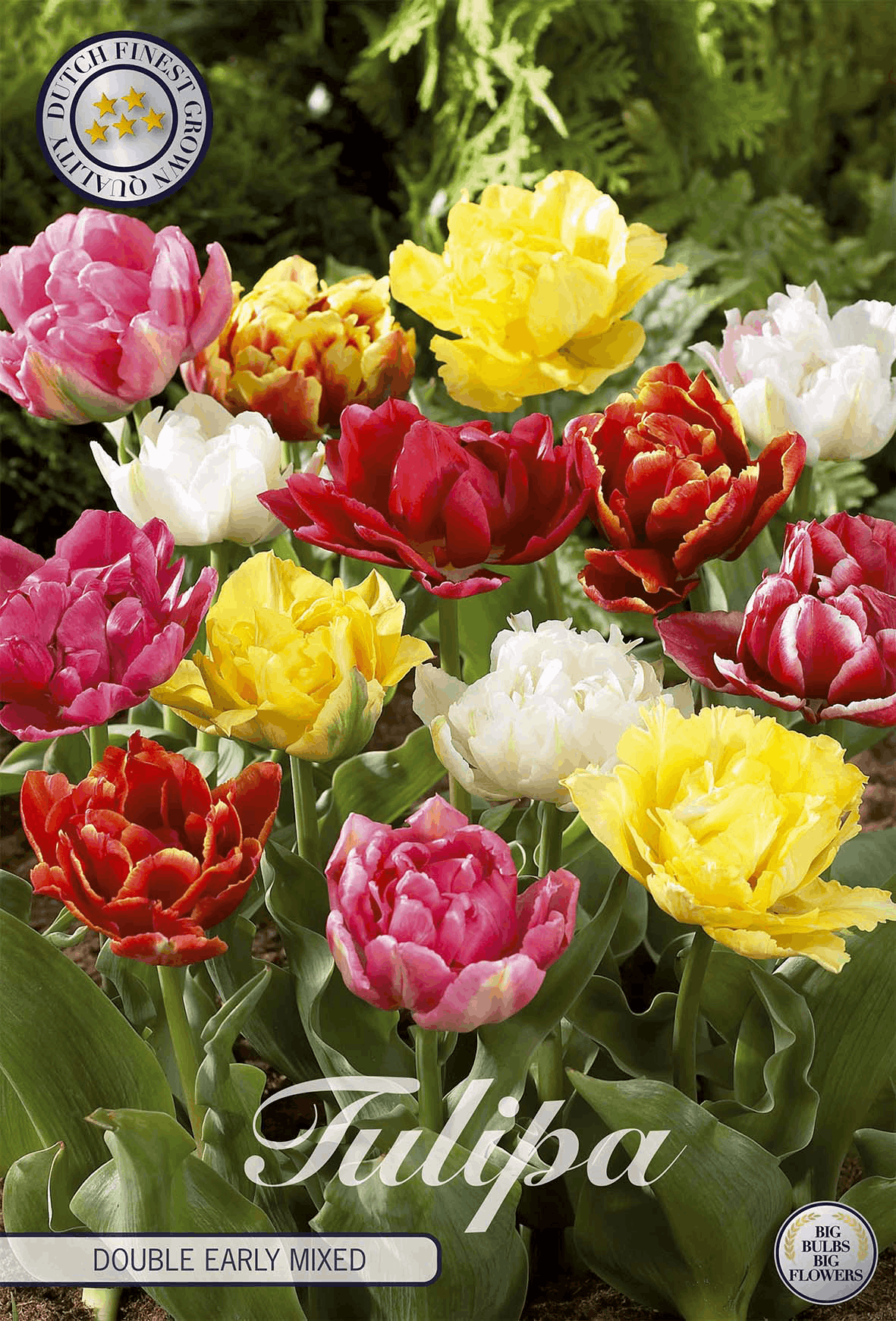 Tulipa Dubbele Vroege Gemengde