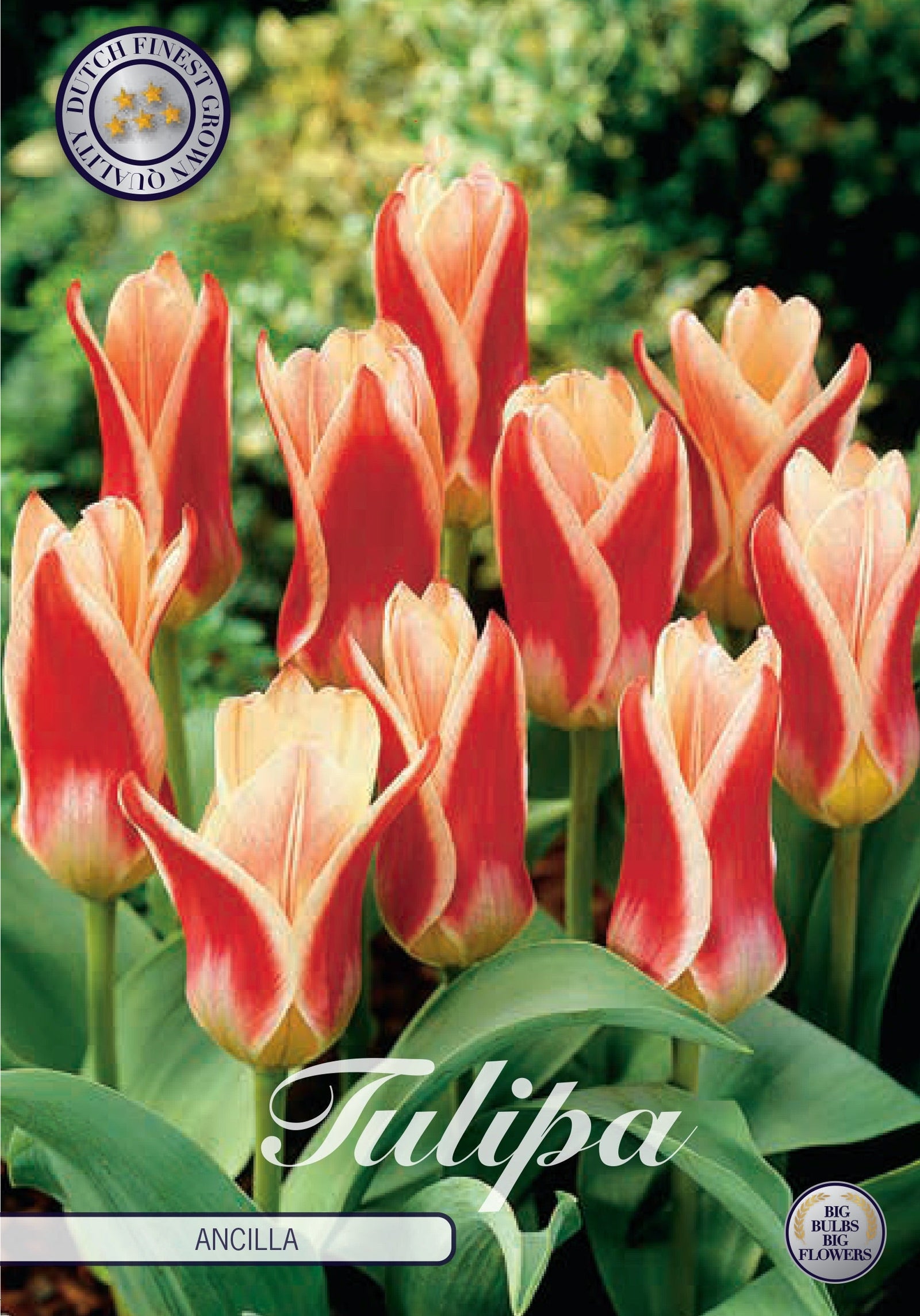 Tulipa Ancilla