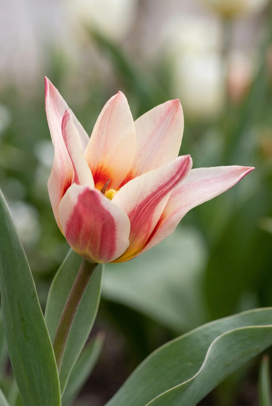 Tulipa Ancilla — sfeerbeeld