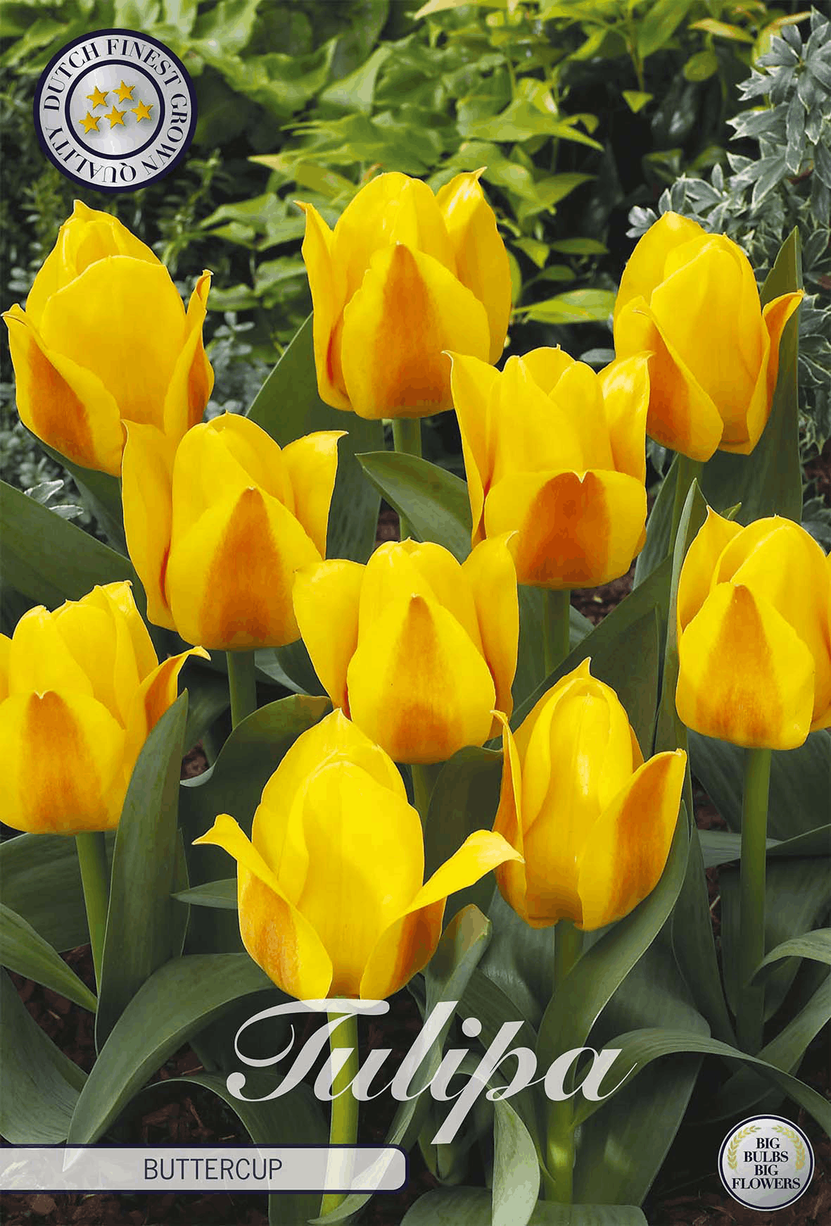 Tulipa Boterbloem