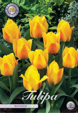 Tulipa Boterbloem