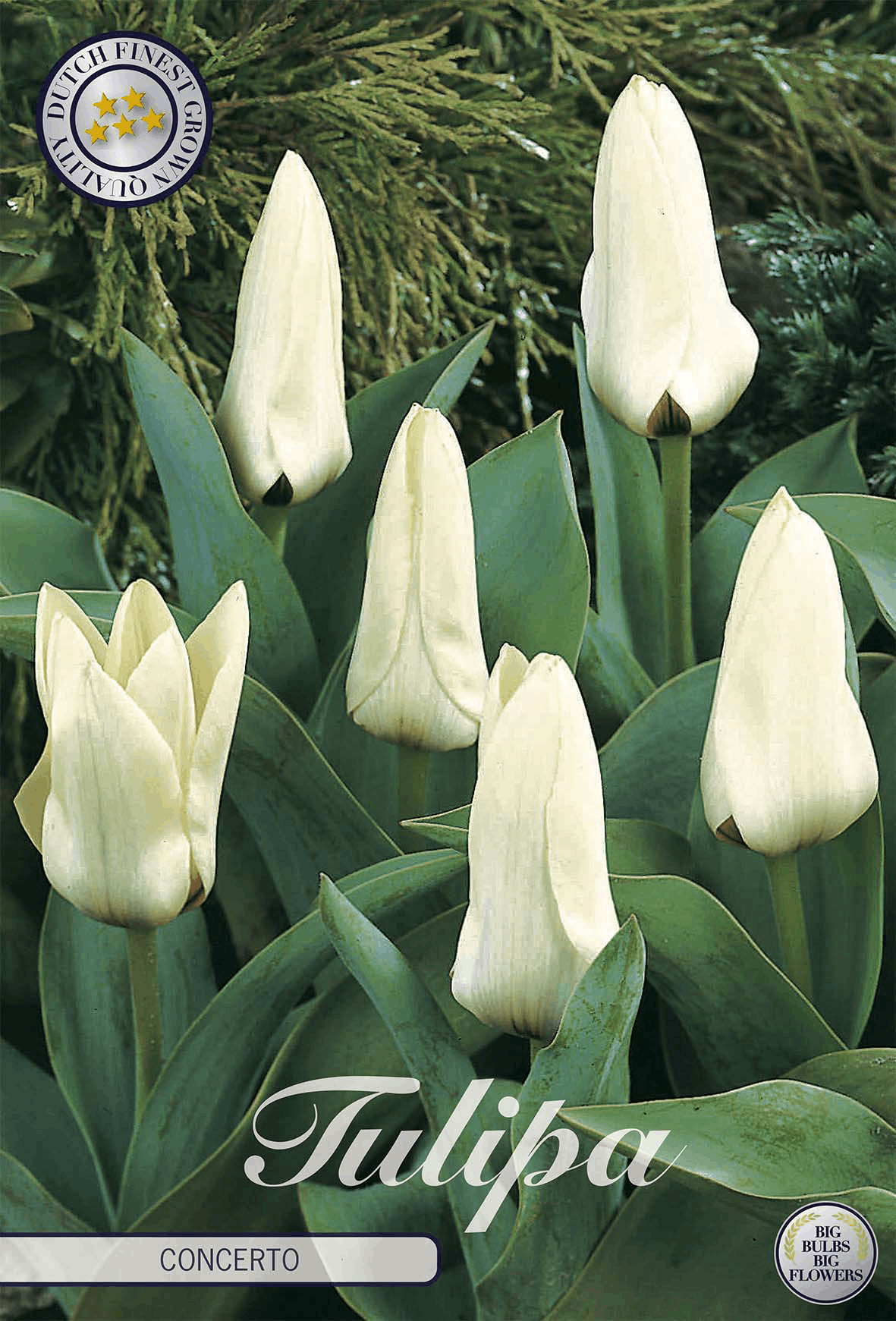 Tulipa Concerto