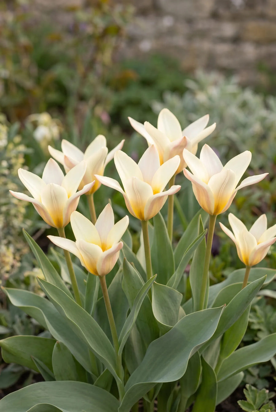 Tulipa Concerto — in de border