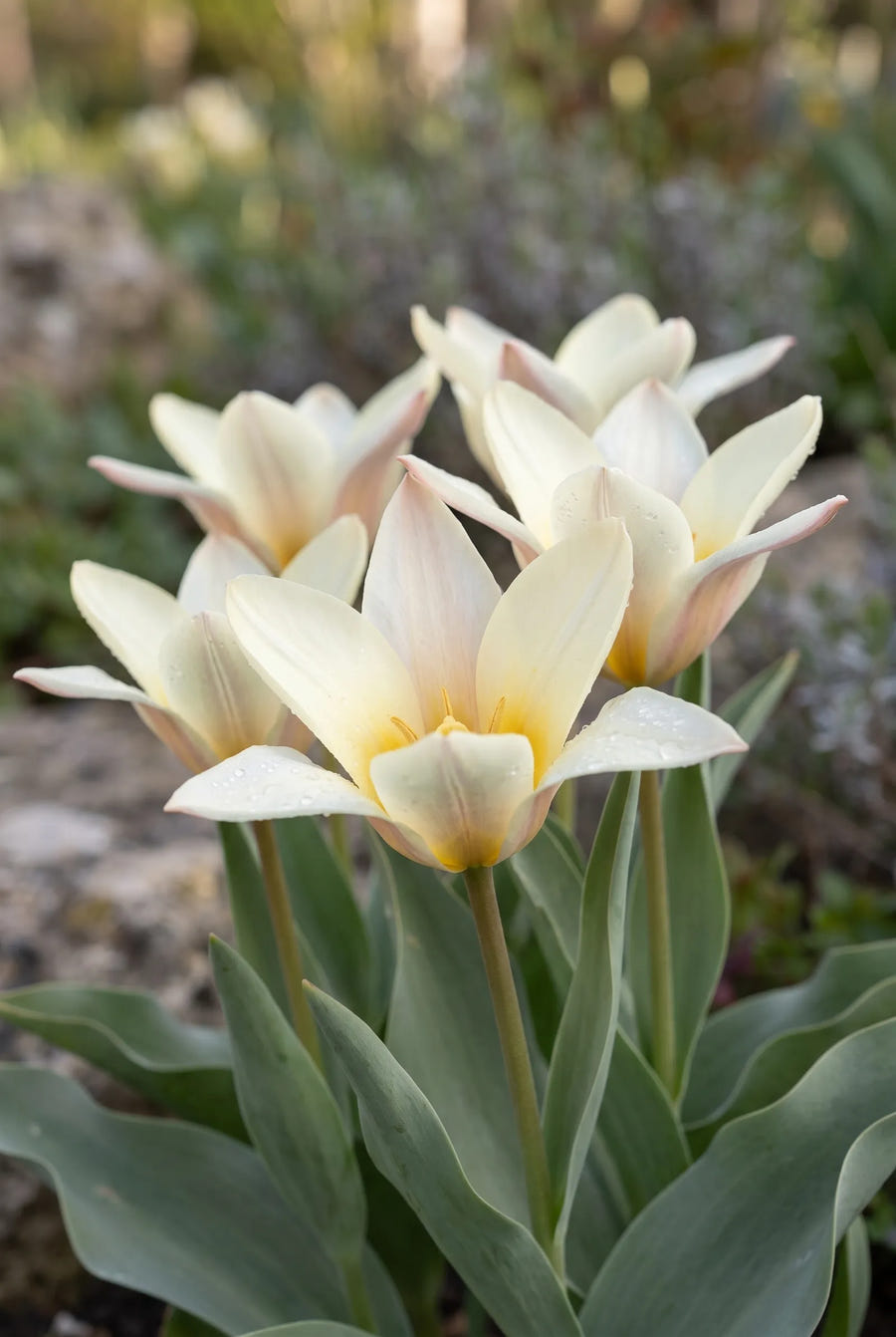 Tulipa Concerto — sfeerbeeld