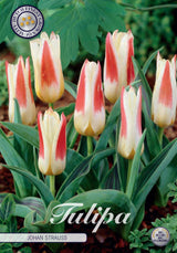 Tulipa Johan Strauss