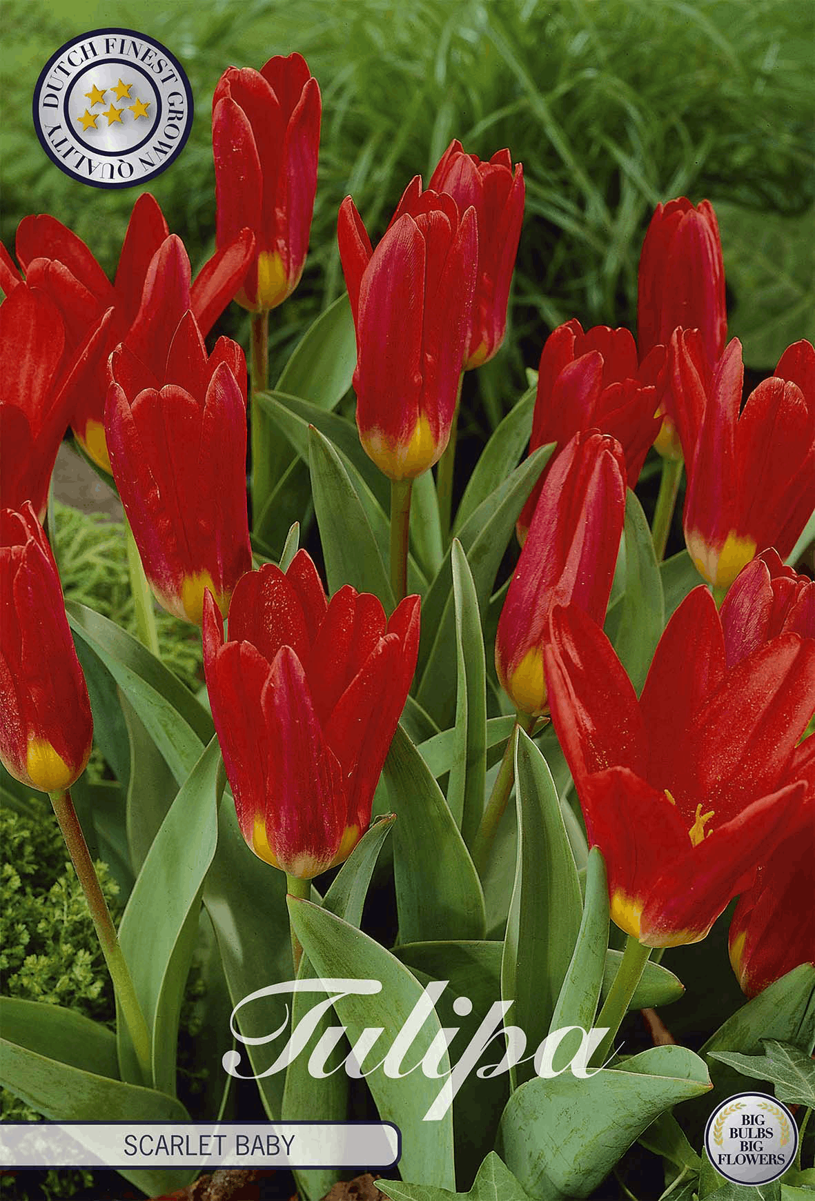 Tulipa Scarlet Baby