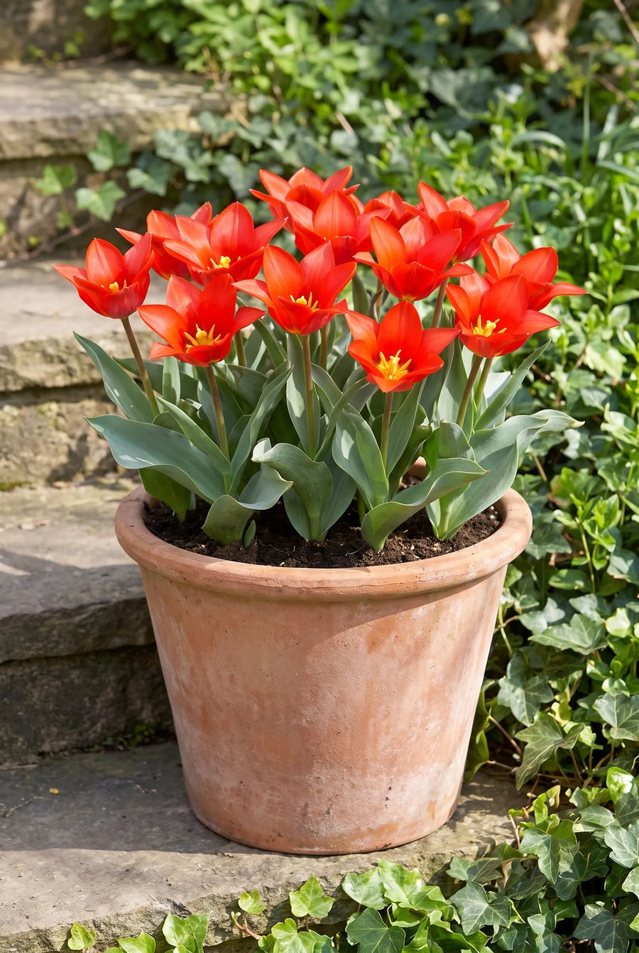Tulipa Scarlet Baby — in pot op terras
