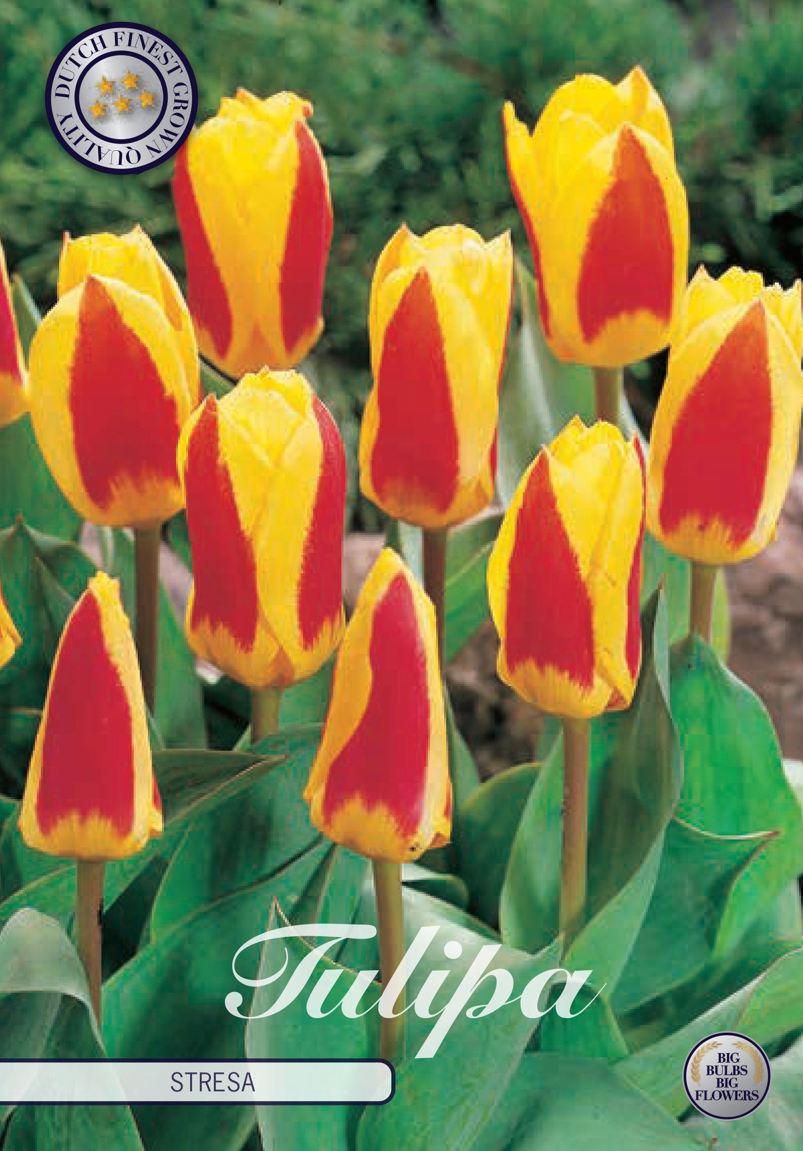 Tulipa Stresa