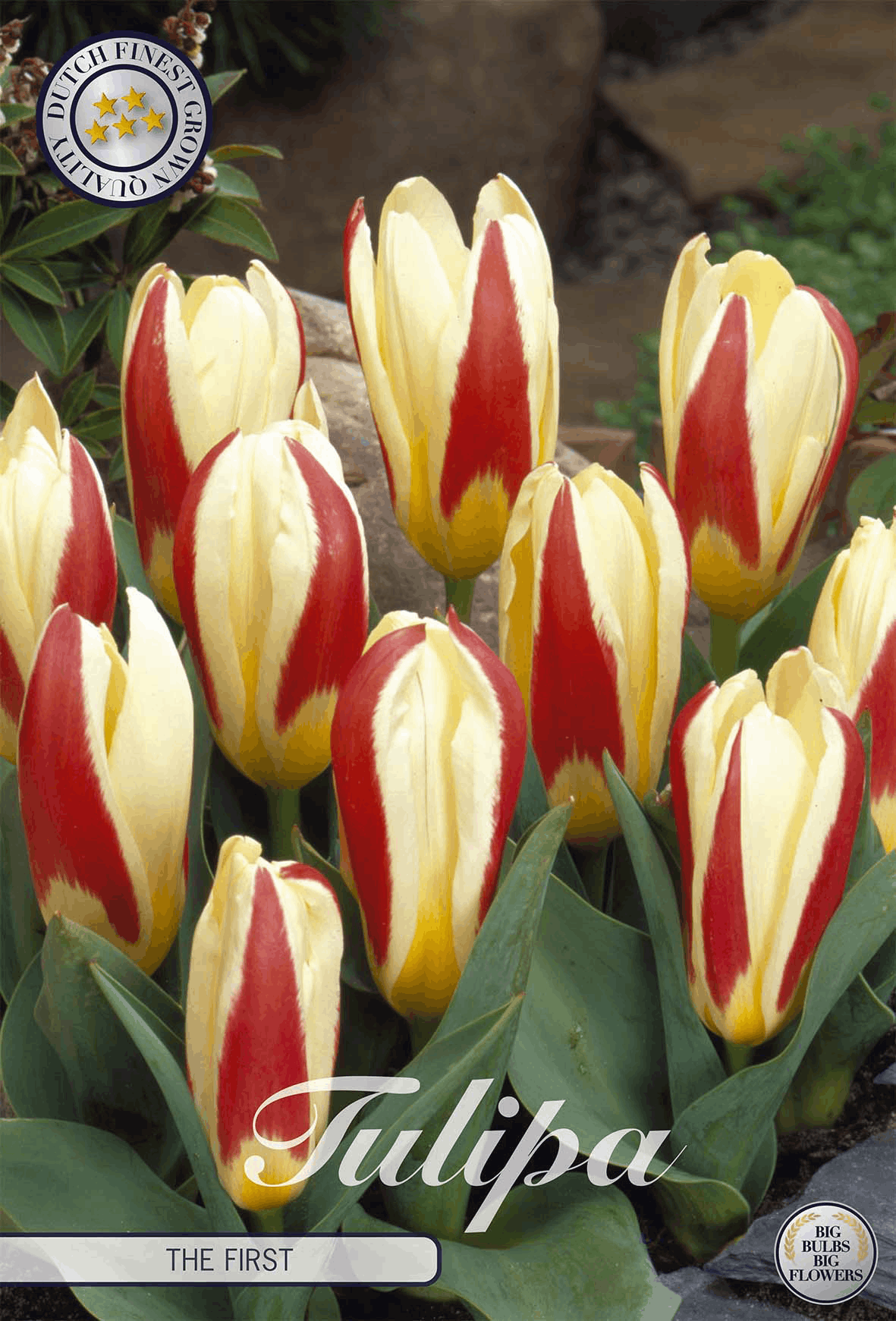 Tulp de Eerste