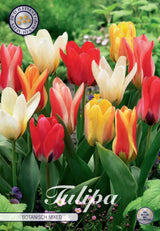 Tulipa Botanisch Gemengd