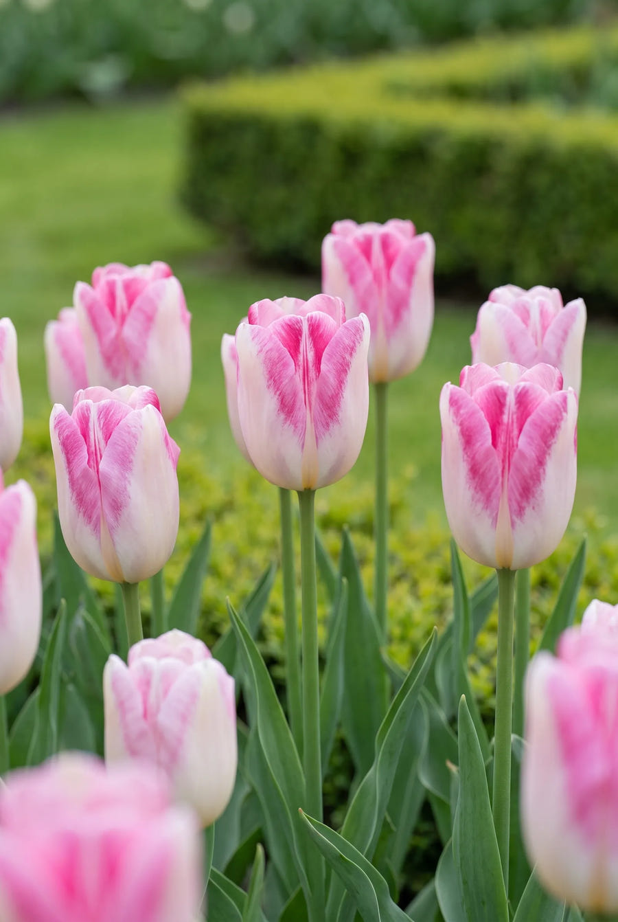 Tulipa Infinity — in de tuin