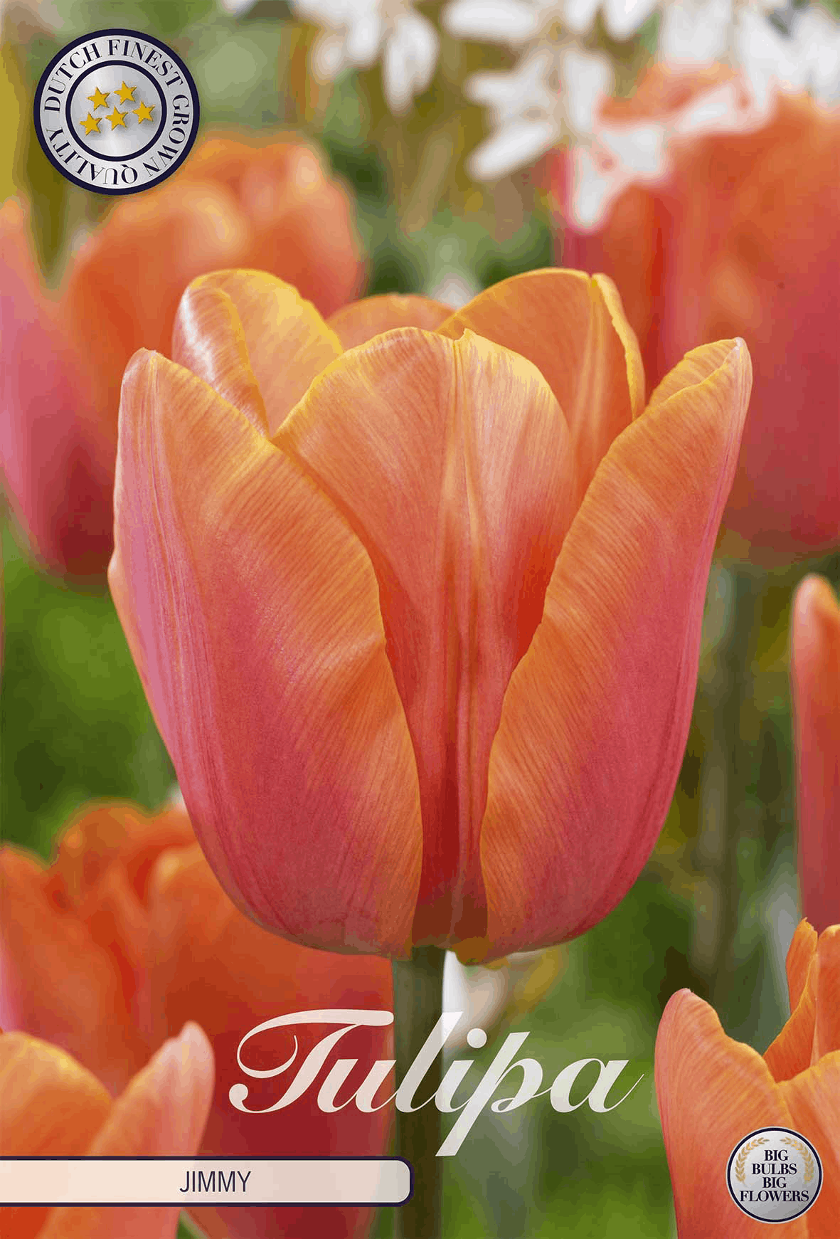 Tulipa Jimmy - BLOM Garden capper image