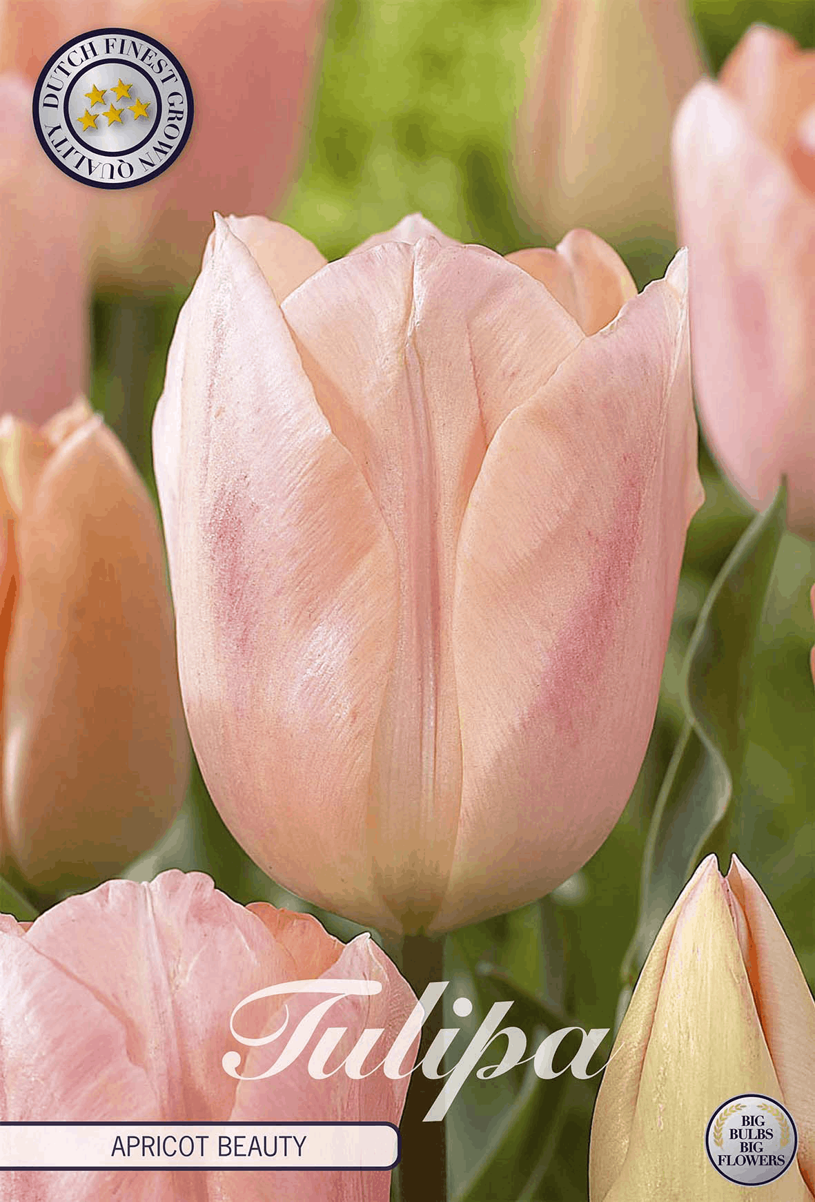 Tulipa Abrikoos Schoonheid