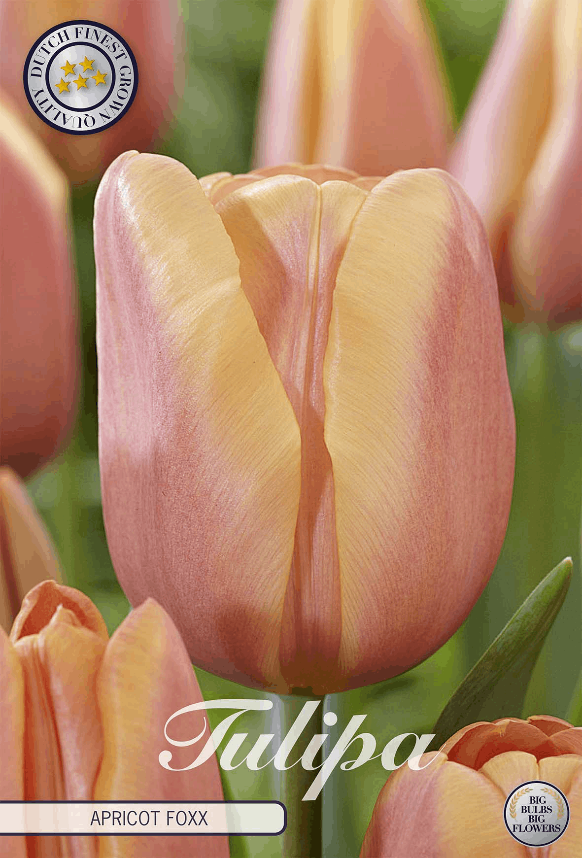 Tulipa Abrikoos Foxx