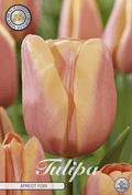 Tulipa Abrikoos Foxx